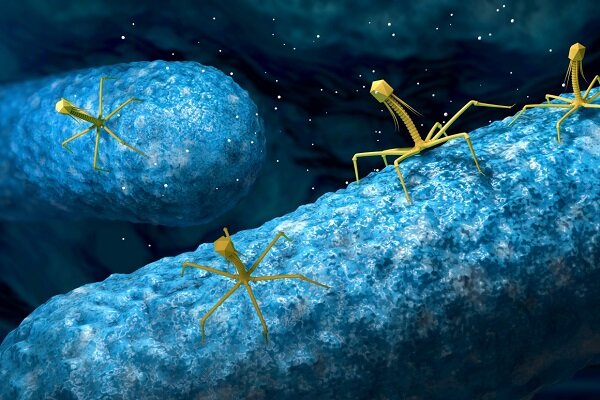 ویروس های باکتری خوار جایگزین آنتی بیوتیک می شوند